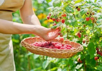 Як українців дурять на сезонних заробітках за кордоном